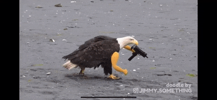 America GIF