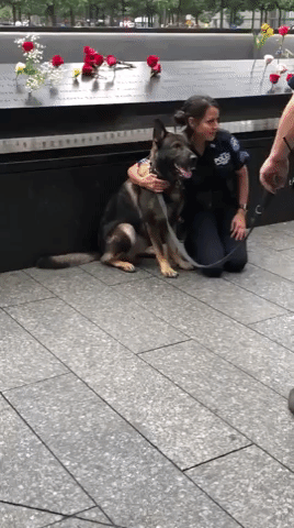 police dog kisses GIF