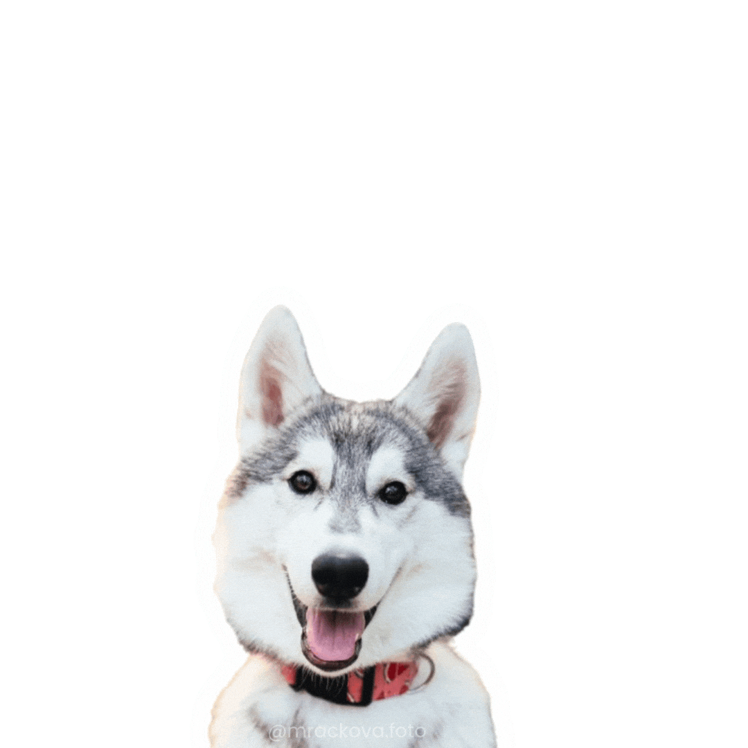 Srdce Love Dog Sticker by mrackova.foto