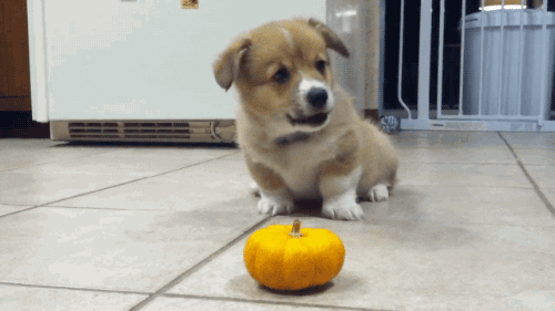   puppy pumpkin GIF