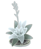 Succulents Dudleya Sticker by California Native Plant Society