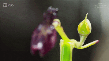Bbc Flower GIF by PBS
