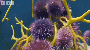 Kelp GIF