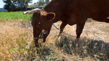 greenhouse gas emissions cow GIF by Solar Impulse