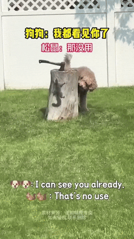Dog GIF