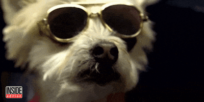 Dogs Puppy GIF by Inside Edition