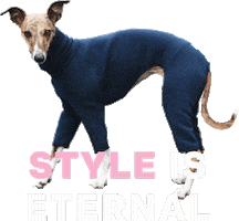 Lolly The Whippet Sticker