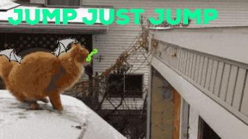 Jump Cat GIF