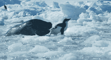 disney seal GIF by Disneynature