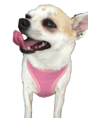 Dog Filhote Sticker by Rafael Machado Rangel