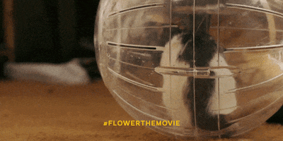flower hamster GIF by The Orchard Films