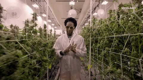 cannabis GIF by MOST EXPENSIVEST