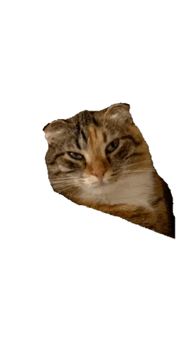 Cat Sticker