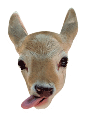 Evans Sanctuary Sticker by akumalmonkeysanctuary