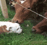 cow