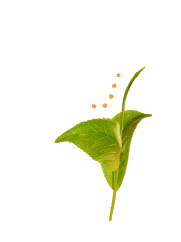 Tecito Sticker by Pibamour