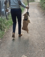 Dog Hanging GIF by Entertainment GIFs