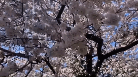 Cherry Blossoms in Your Face: Time Lapse, Gif, Haiku and NOW - Improvised  Life
