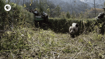 Pbs Adventure GIF by EARTH A New Wild