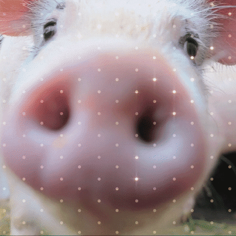 Christmas Time Pig GIF by TeaCosyFolk