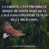 PIMPTAMARQUE-aigle-pimptamarque-faucon-9bkbET9tg4LGblcBeW