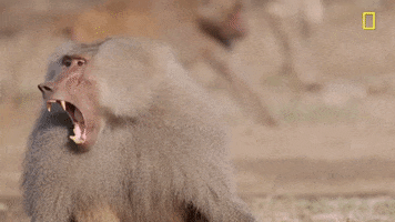 Nat Geo Baboon GIF by National Geographic Channel