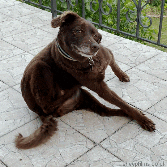 Scratching Brown Dog GIF by sheepfilms Find & Share on GIPHY