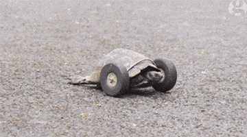 Turtle Wheels GIF