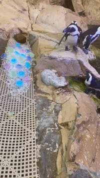 African Penguins Treated to Icy Delights at New Orleans Aquarium