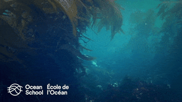 oceanschoolnow ocean swimming seal underwater GIF