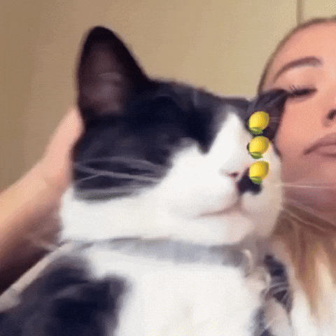 Cat Limon GIF