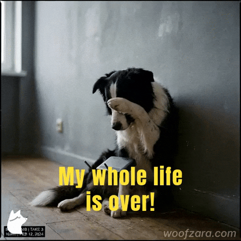 Border Collie Dog GIF by Goeememe