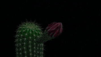 harriotshand  GIF