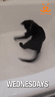 GIF