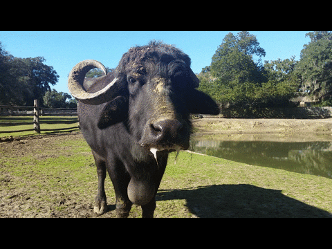 Image result for water buffalo animated gif