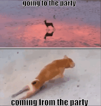 Party Come GIF