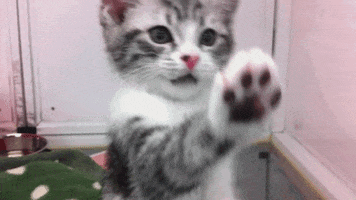 kitten bae GIF