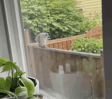Raccoon GIF by the innernette