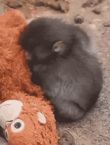 Baby Monkey GIF