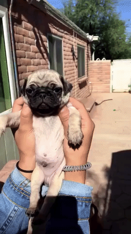 lalimiguenz argentina eclipse perros GIF