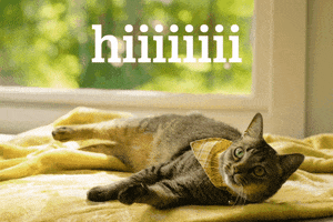 Hello GIF by Mailchimp