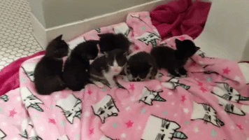 aww kittens GIF by Humane Rescue Alliance