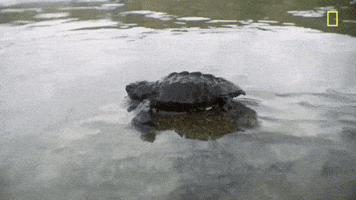 Smash Nat Geo GIF by National Geographic Channel