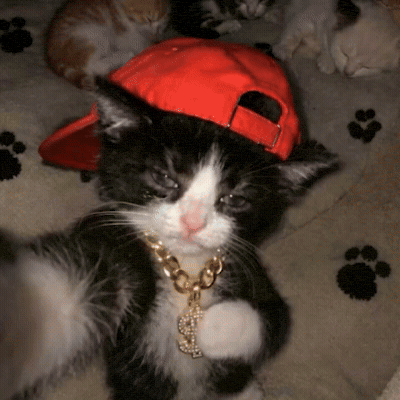 Cool Cat GIF