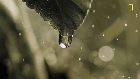 water drop falling gif