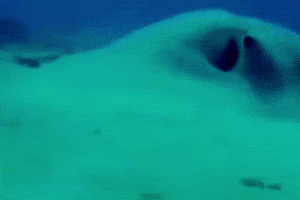 Confused GIF
