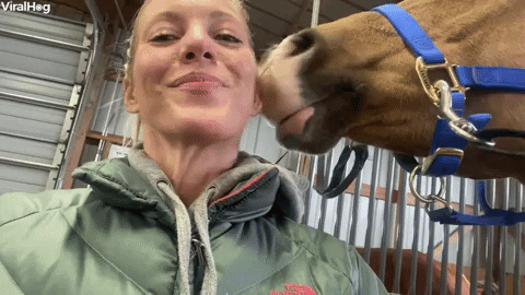 Horse Kiss GIF by ViralHog - Find & Share on GIPHY