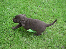 Video gif. A puppy has a cast on their front leg and is attempting to run across the grass. They're trying their best but is moving very awkwardly, and their three legged struggle-run is very endearing. 