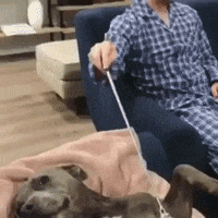 Dog Relaxing GIF by JustViral