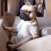 relaxed puppy GIF